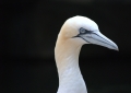 Weisser Vogel